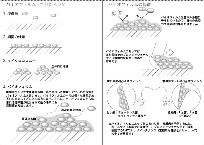 バイオフィルム