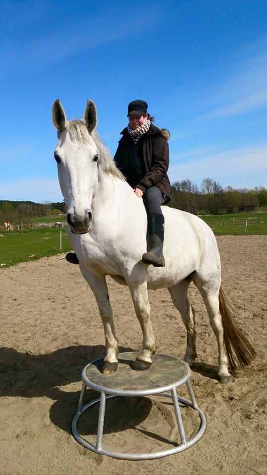Zirzensik - Klassische Pferdeausbildung - Nadin Brenke
