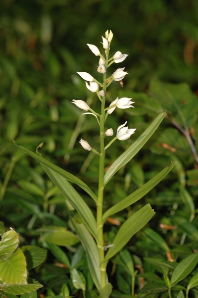 Cephalanthera_longifolia