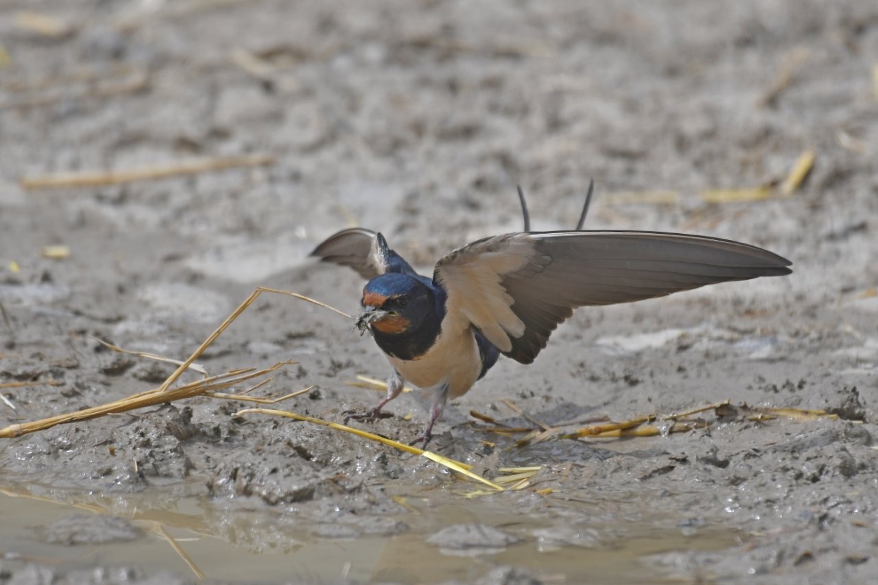 Rauchschwalbe (Foto Hagen Schmid)