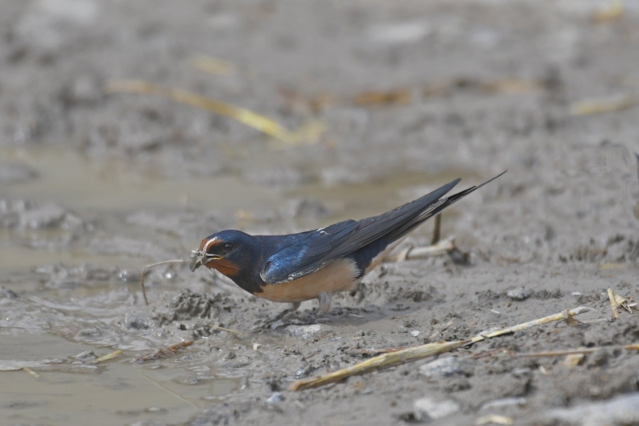 Rauchschwalbe (Foto Hagen Schmid)