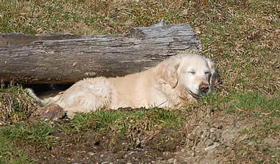 In Memoriam Nordanwind Retriever Brigitte Auer