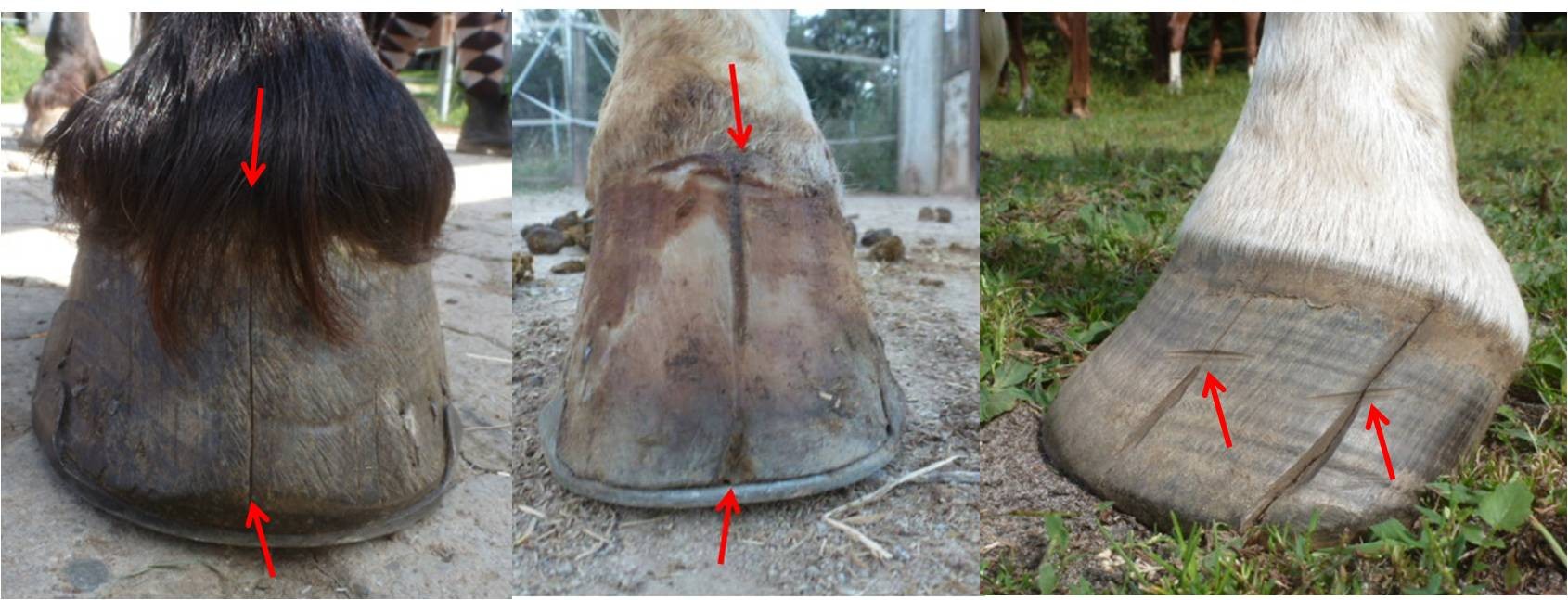 Kranke Hufe erkennen - Página web de podología equina ortopedica