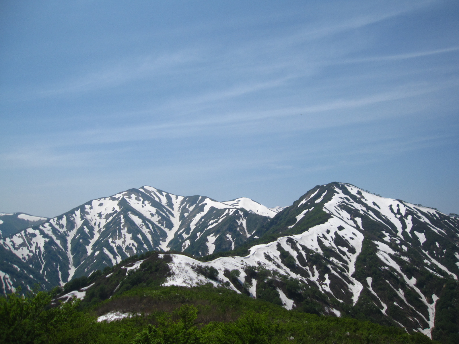 緑と白のコントラストが鮮やかです