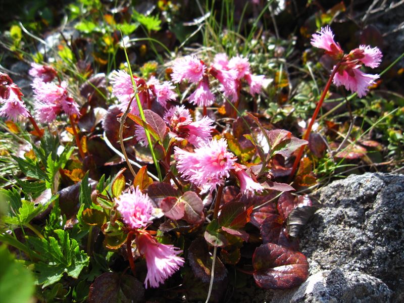 山の上では高山植物の色の競演が始まります（コイワカガミ）