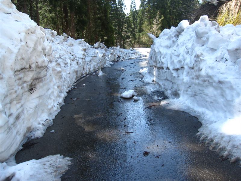 ４月中旬、ようやく林道の除雪が進みます。