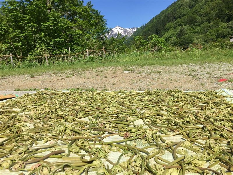 山のめぐみを保存食に（ゼンマイ干し）