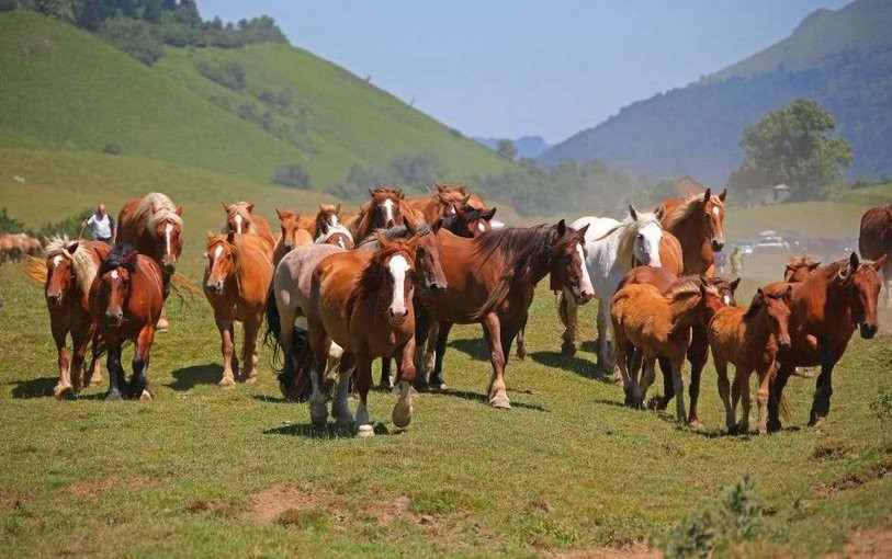 Un troupeau de juments évolue en toute quiétude dans une prairie de la vallée d'Aspe, dans les Pyrénées. 