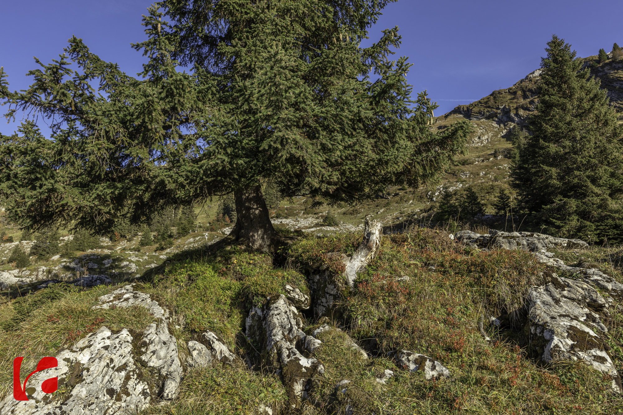 Pragelpass — Der naturbelassene Alpenpass im Herzen der Schweiz