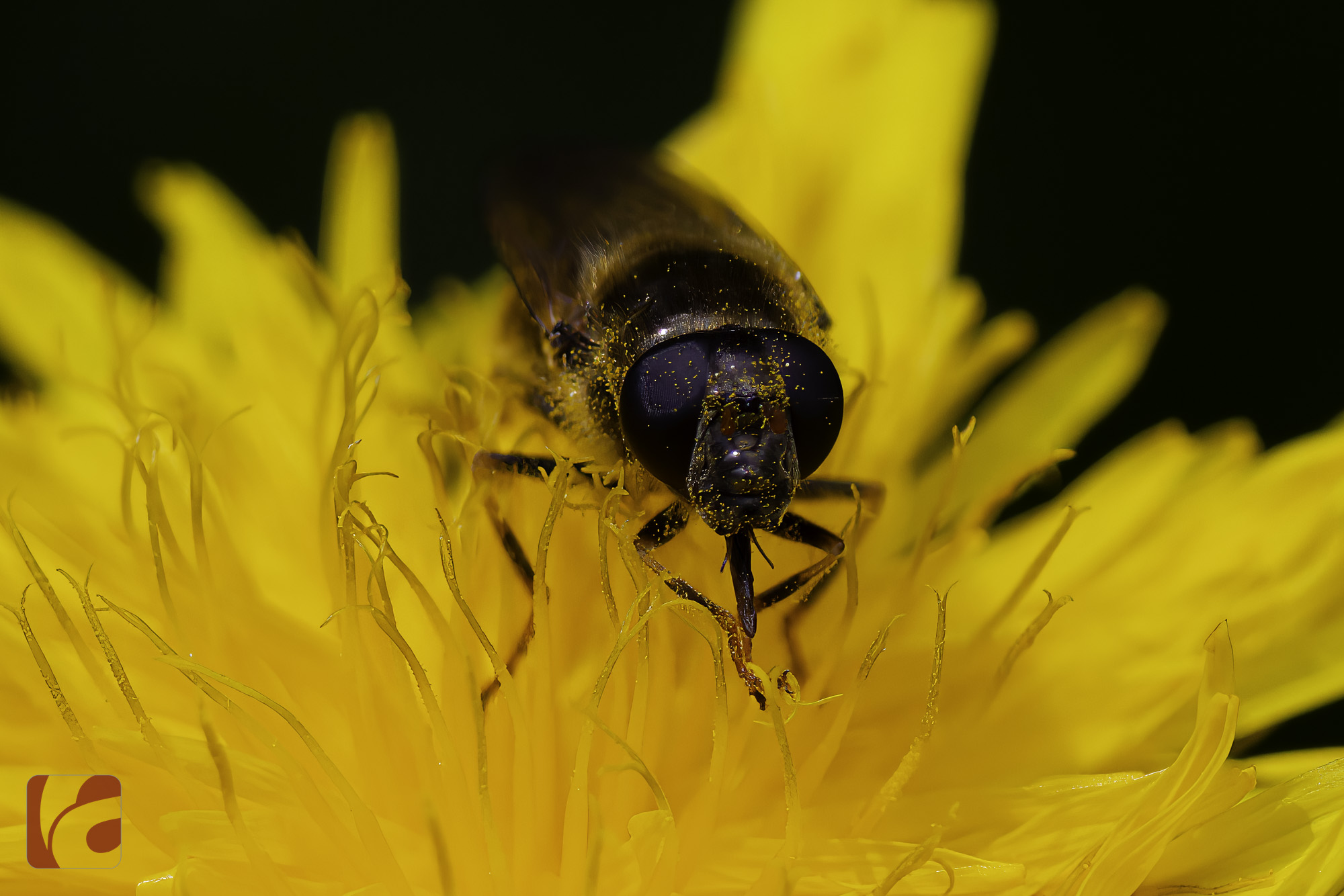 Wildbienen bei der Arbeit – #spring #frühling #bienen #wildbienen #bee #wildbees #nektar #fleißigesbienchen #fleissige_bee_nchen #nature #nature #naturephotography #naturelovers