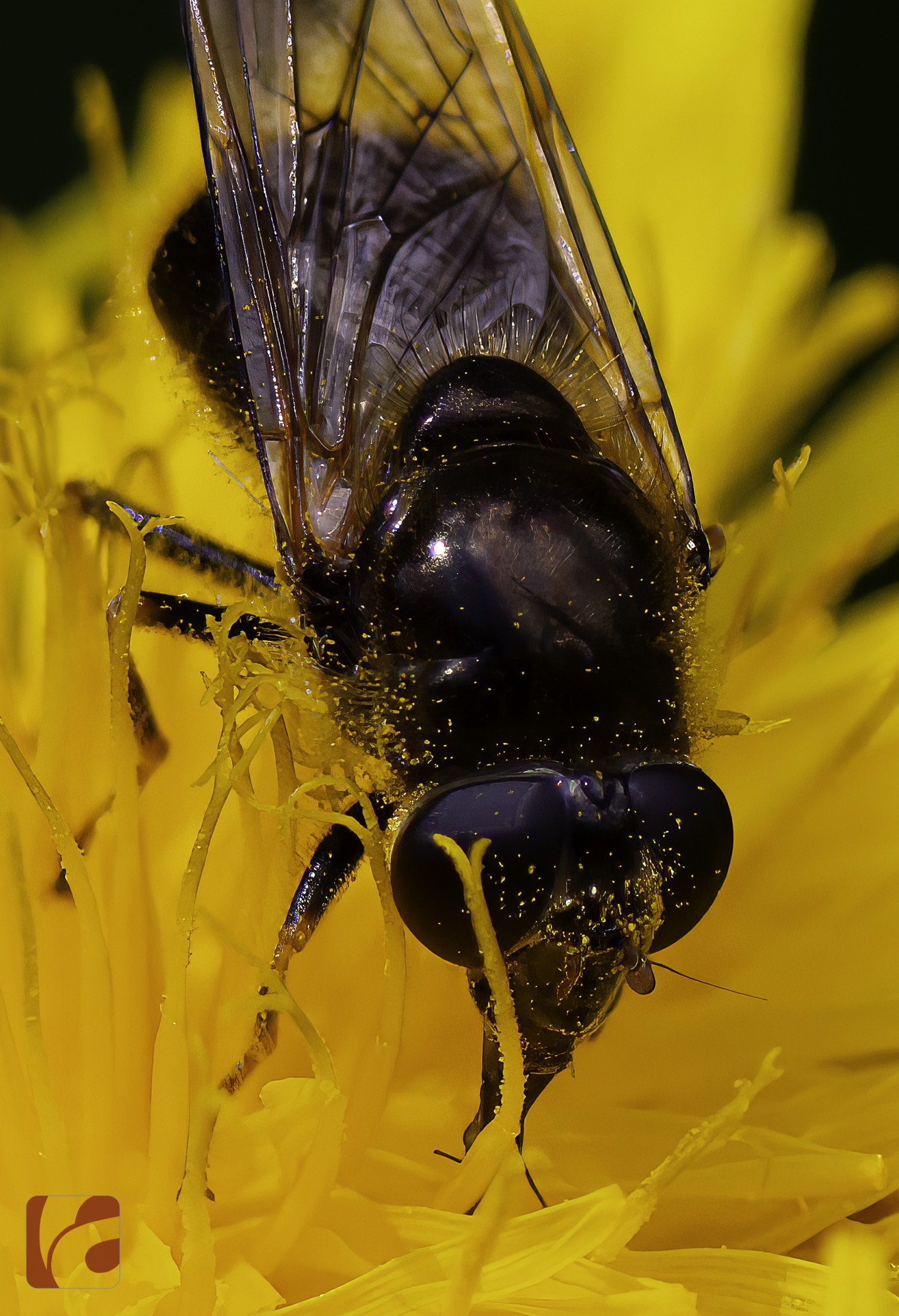 Wildbienen bei der Arbeit – #spring #frühling #bienen #wildbienen #bee #wildbees #nektar #fleißigesbienchen #fleissige_bee_nchen #nature #nature #naturephotography #naturelovers