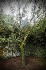 "Se doucher sous l'Arbre-fontaine de l'île d'El Hierro située dans l'archipel des Canaries. (p.37)