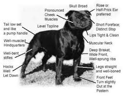 Lo standard dello Staffordshire bull terrier