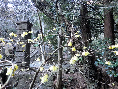 ロウバイ15:38石雲寺