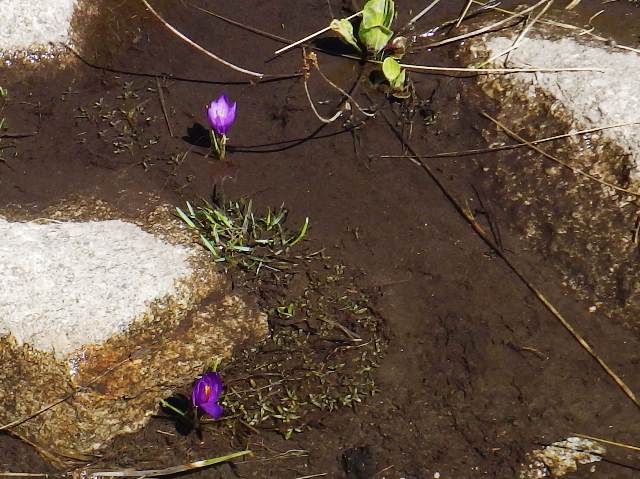 自生の「クロッカス」雪解け直ぐに開花