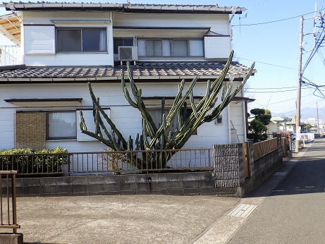 ある民家に大きなサボテン　10:48