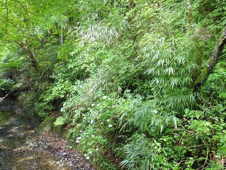 稲荷山コース登山口の橋からアジサイ