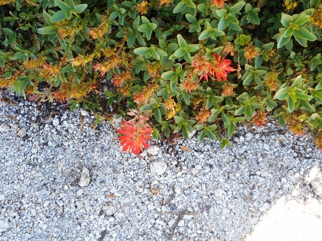 花崗岩の割れ目にけなげに咲く