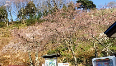 大山公園の桜7:40