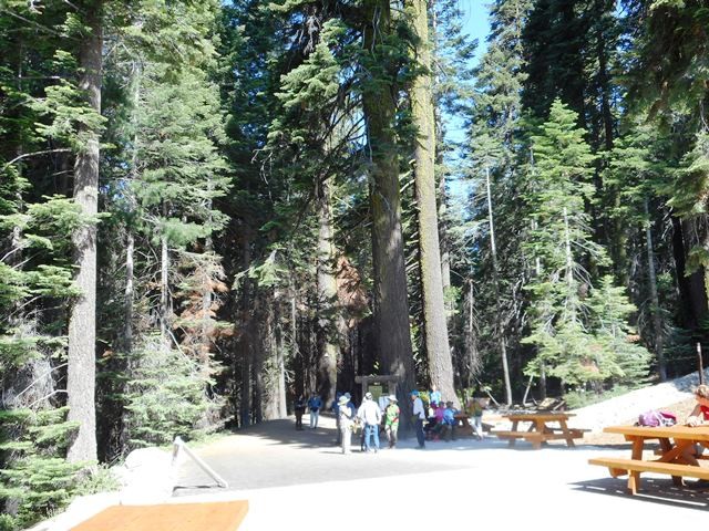 セコイアの森　Tuolumne Groveに行く
