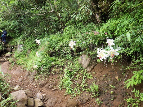 シモツケソウ・ヤマユリ咲く登山道