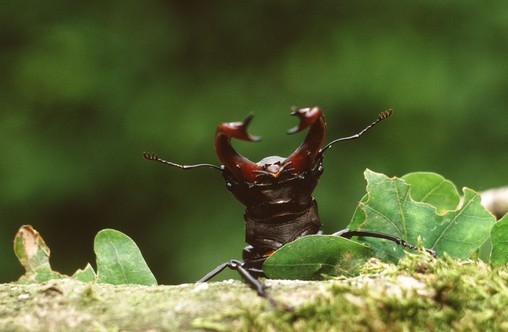 Foto: Werner Schiller / NABU