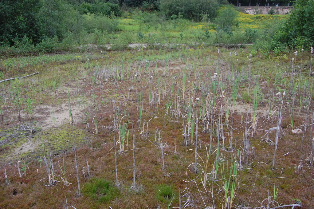 Umweltschaden: Wiesenhof-Grundwasserförderung legt Biotopteiche im Biotop Moorstraße trocken