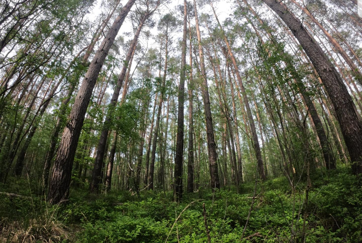 Willkommen am Dammühlenteich in der Dahlener Heide Ihre