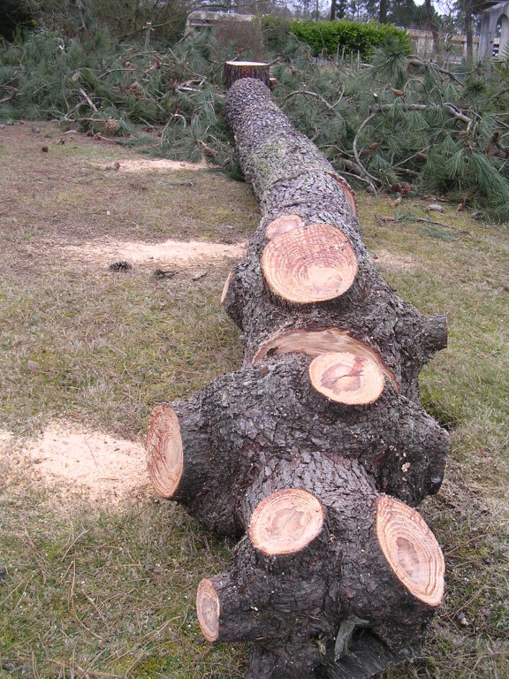 PATATRAS plus de totem