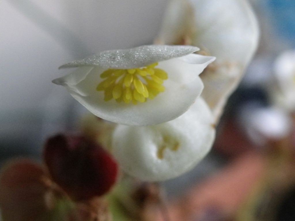 fleur de bégonia (macro)