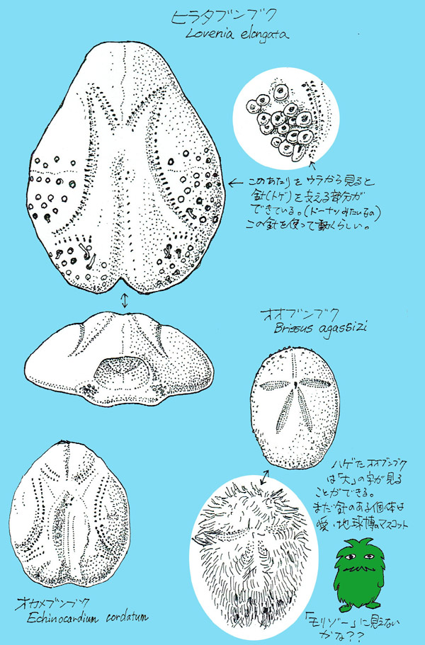 ビーチコーミングの楽しみ方 How To Enjoy Beachcombing Beachcomberjp ページ
