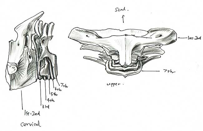 脊椎動物 Vertebrate - beachcomberjp ページ！