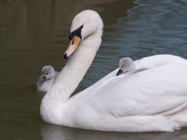 みにくいアヒルの子 ではなく 可愛い白鳥の子 です ふれあいの里動物村 みにくいアヒルの子 ではなく 可愛い白鳥の子 です ふれあいの里動物村