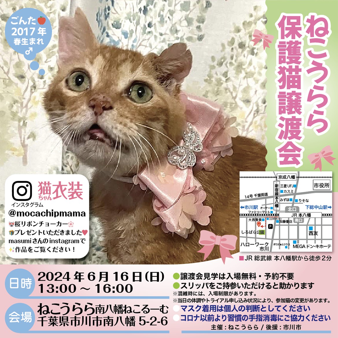 ねこうらら　　保護猫譲渡会　（２０２４年6月16日）