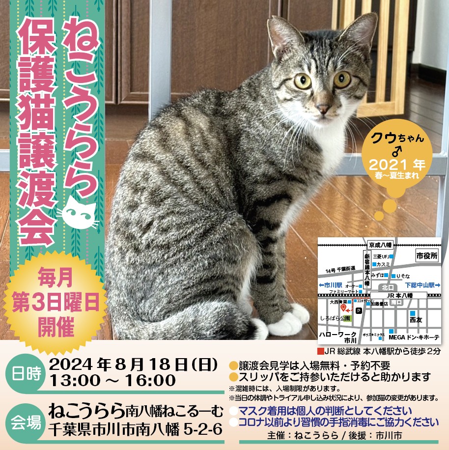 ねこうらら　　保護猫譲渡会　（2024年8月18日　第３日曜日）