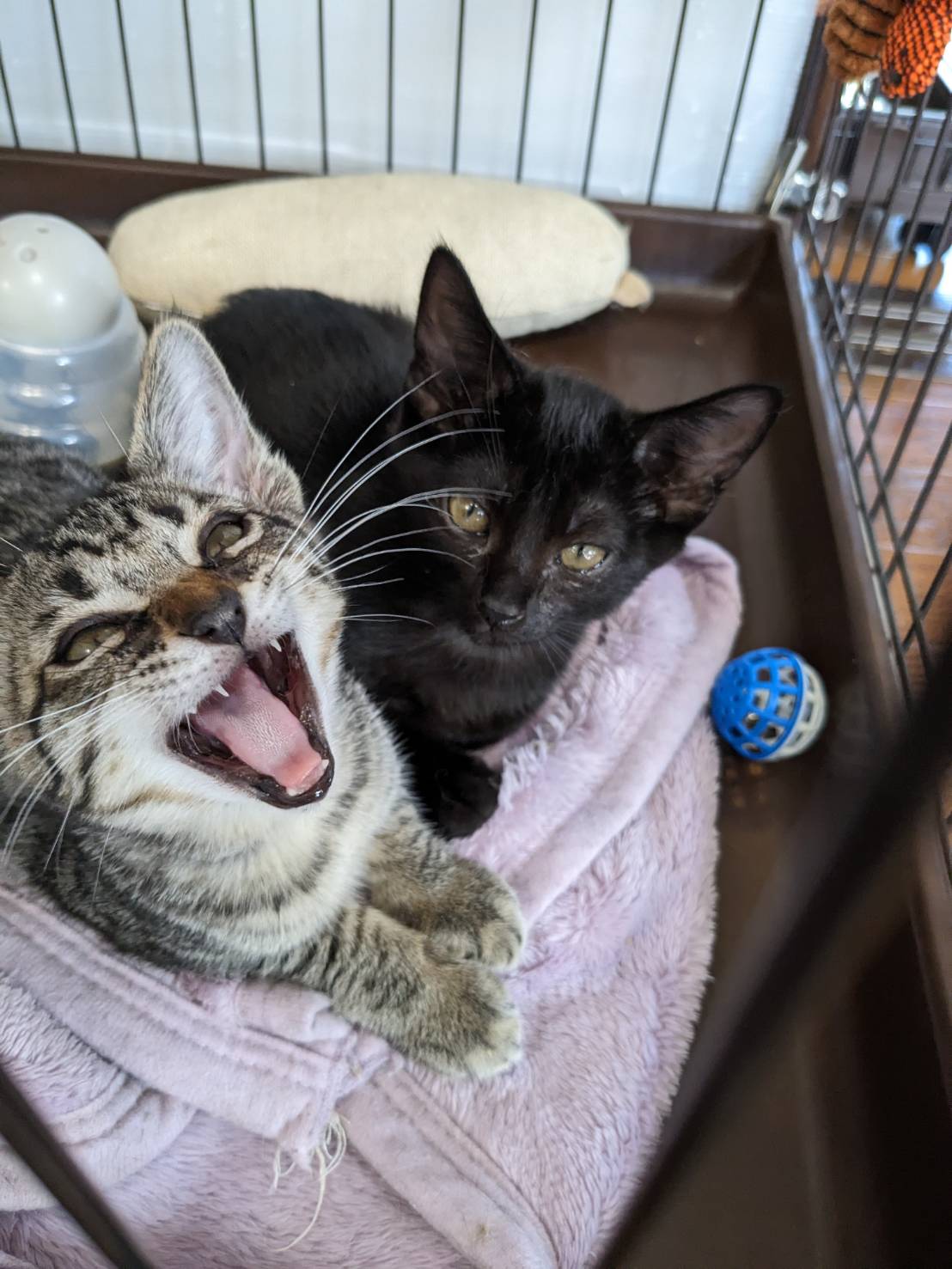 黒猫ニック、トライアルへ～☆