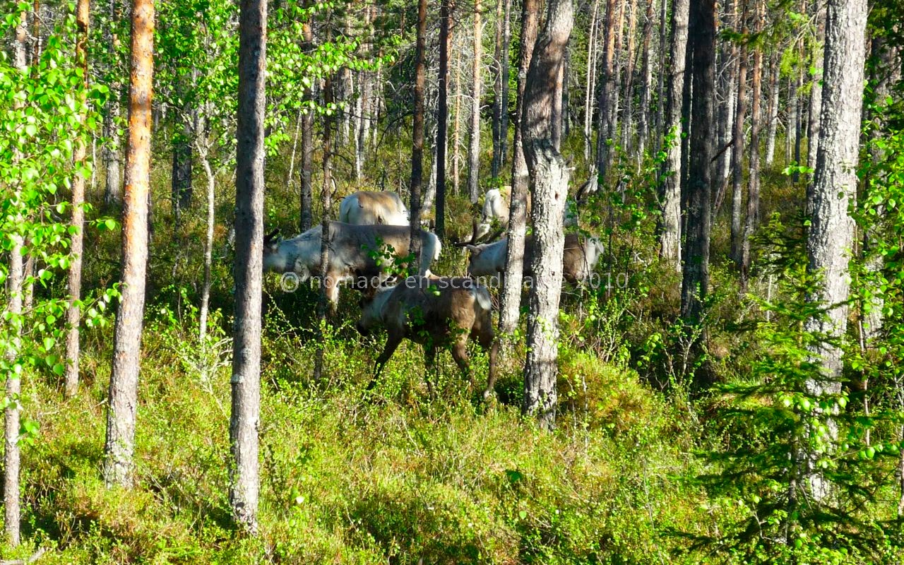 ... ils s'enfoncent dans les bois.
