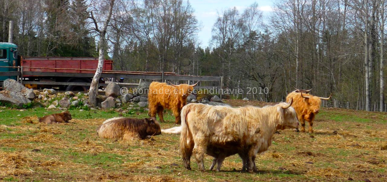 Vaches de race Highland à poils longs
