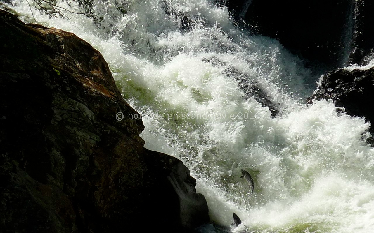 Saumons qui remontent la cascade
