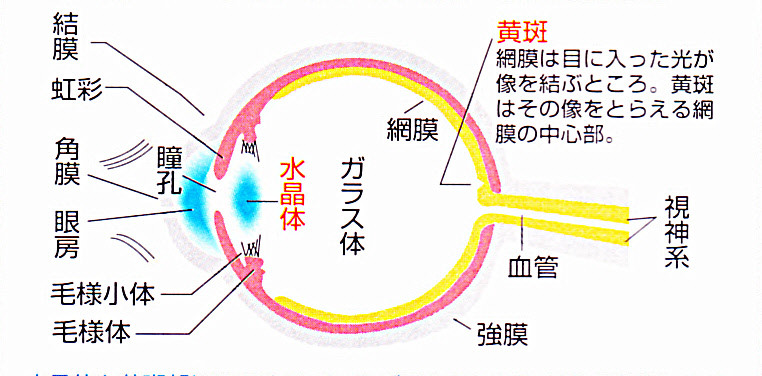 私たちの眼は、有害な光線が網膜まで達しないように、角膜や水晶体がそれらを吸収して、眼を守っています。