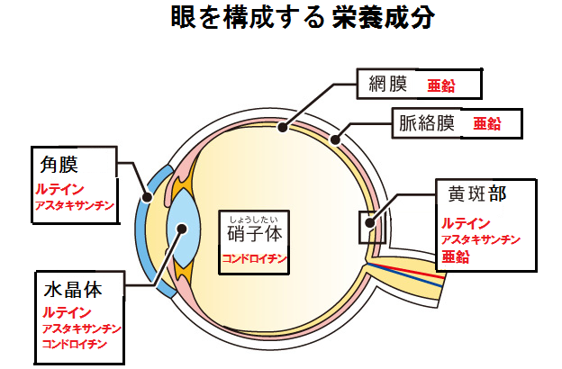 特集 亜鉛不足で起こる体のトラブル 土屋薬品mediouss