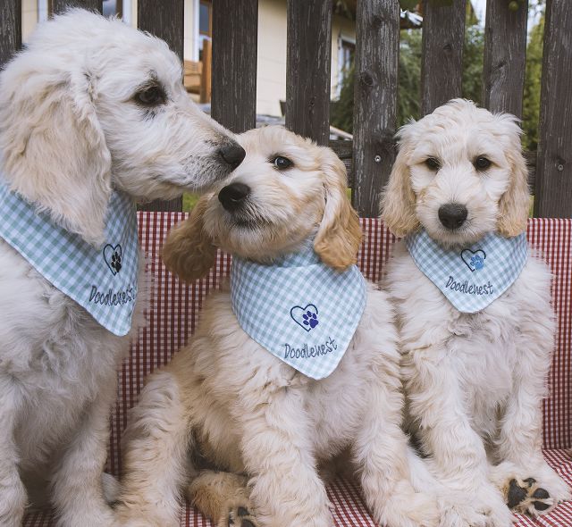 Willkommen Goldendoodles Aus Dem Doodlenest