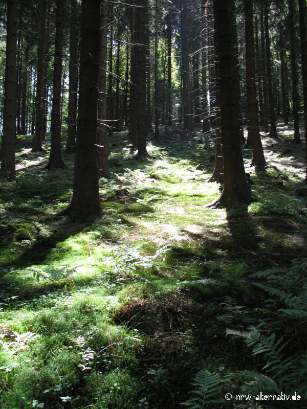 Sonnendurchflutetes Waldstück bei Winterberg.