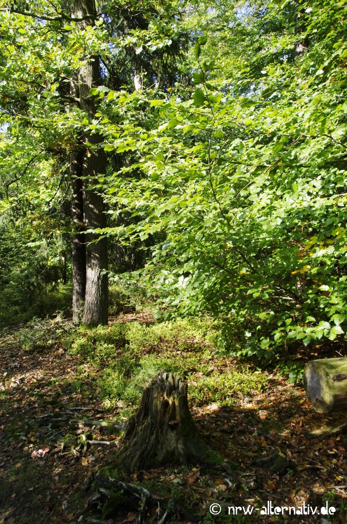 Der Tecklenburger Bergpfad überrascht immer wieder mit malerischen Ansichten