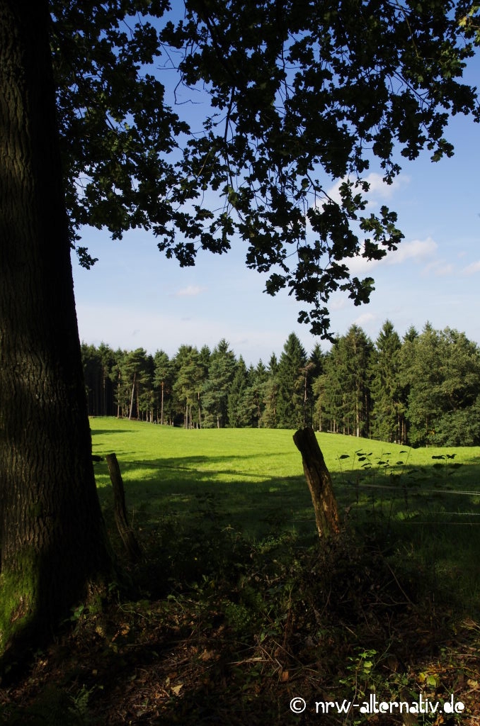 Verträumte Weiden und hügelige Wiesen wechseln sich mit dichtem Wald ab.