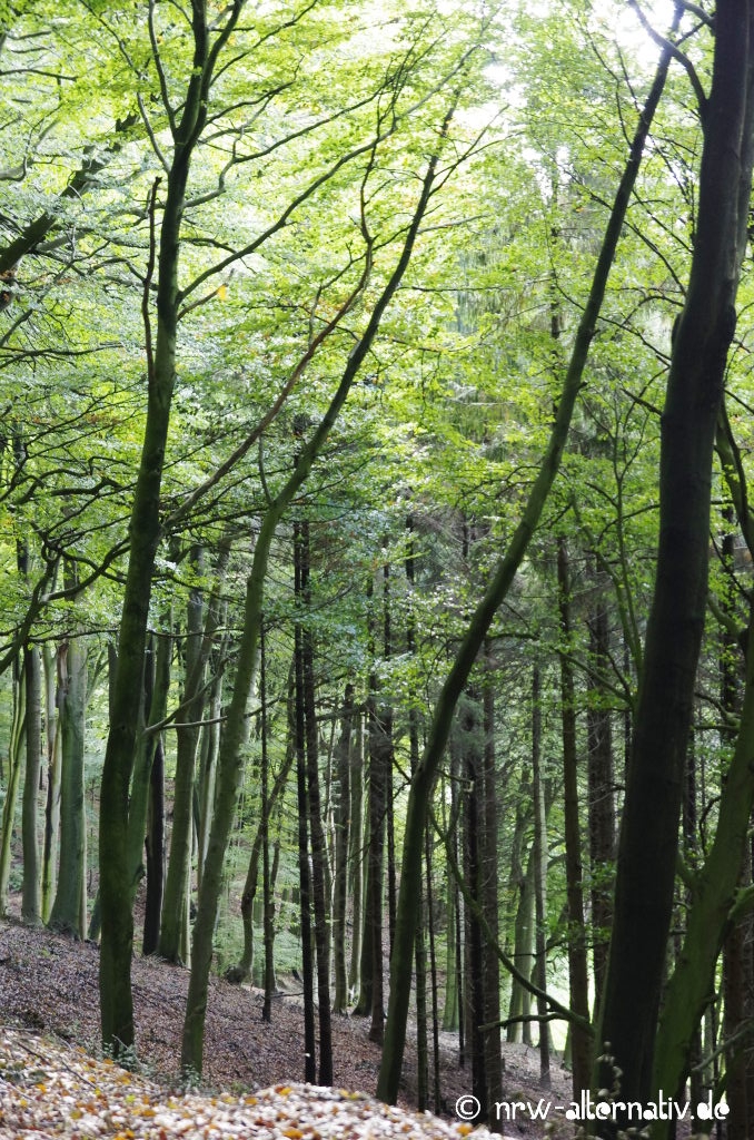 Wie unterschiedlich Wald sein kann! 