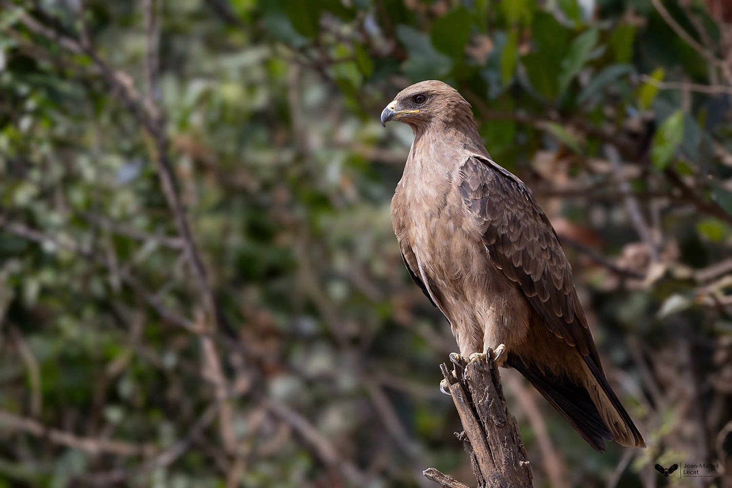 Aigle de Wahlberg