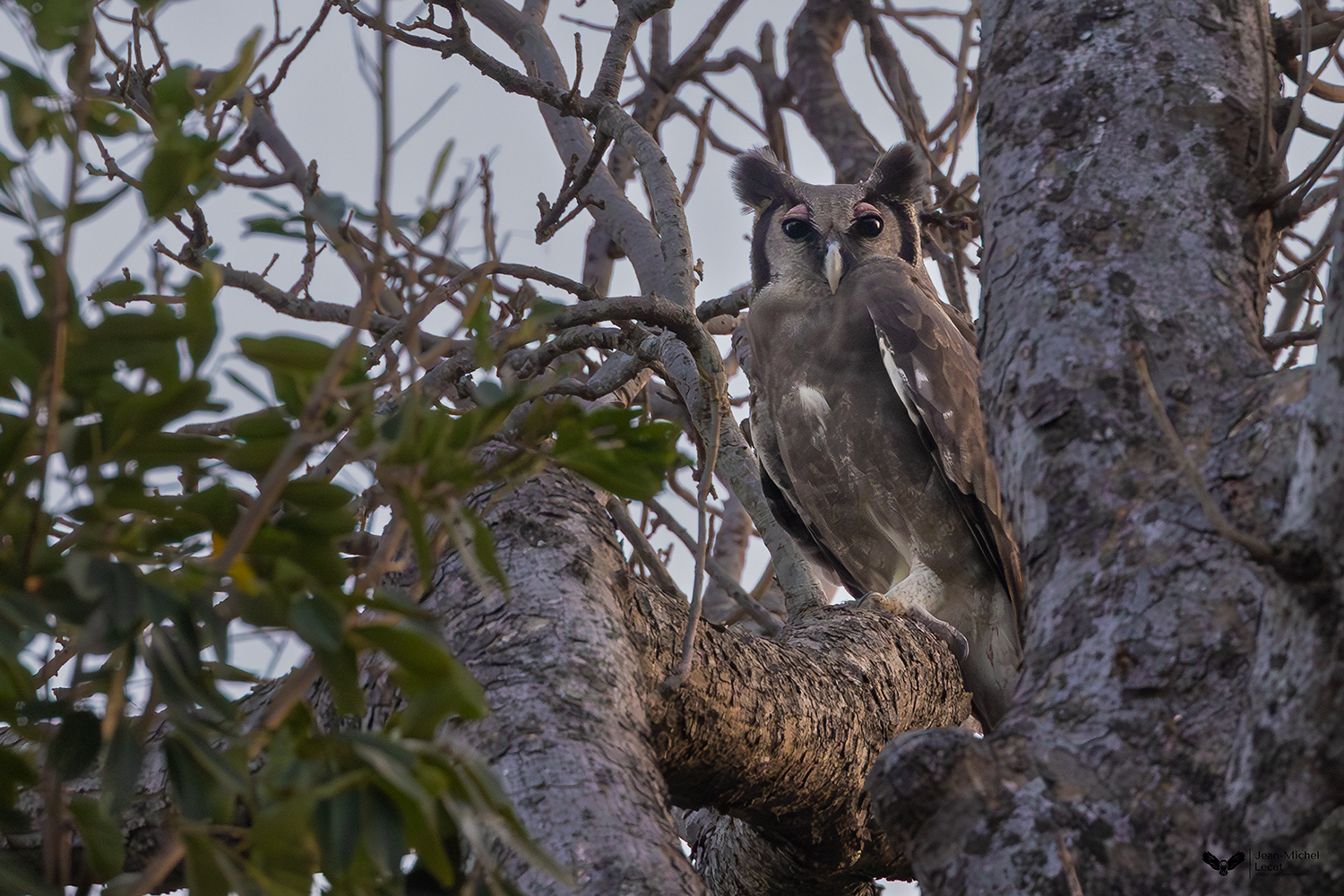 Grand Duc de Verreaux
