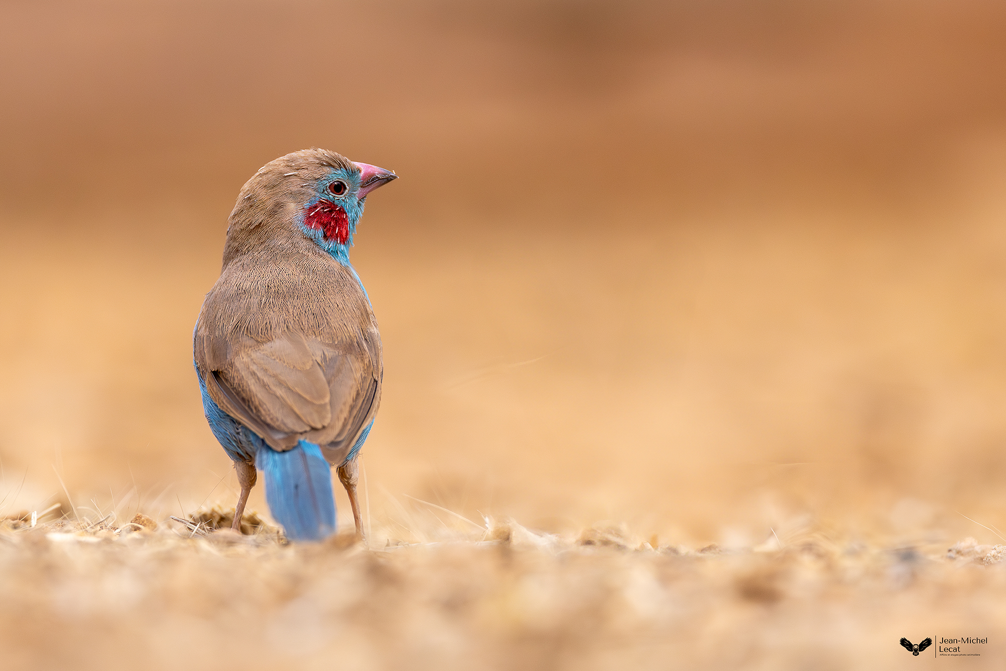 Cordonbleu à joues rouges