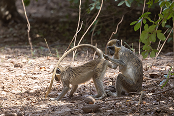 Singe vervet